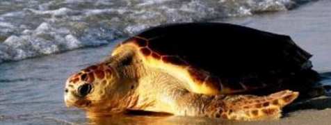 Caretta caretta riprende il largo