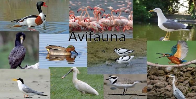 avifauna collage