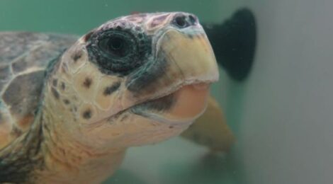 Gommone GCA: liberate le tartarughe curate dal Cestha